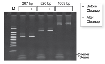 pcr dna kit cleanup monarch g molecular weight gel neb low